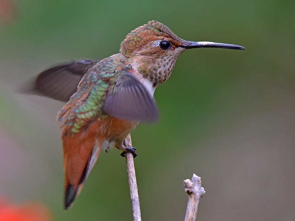 Hummer8.jpg