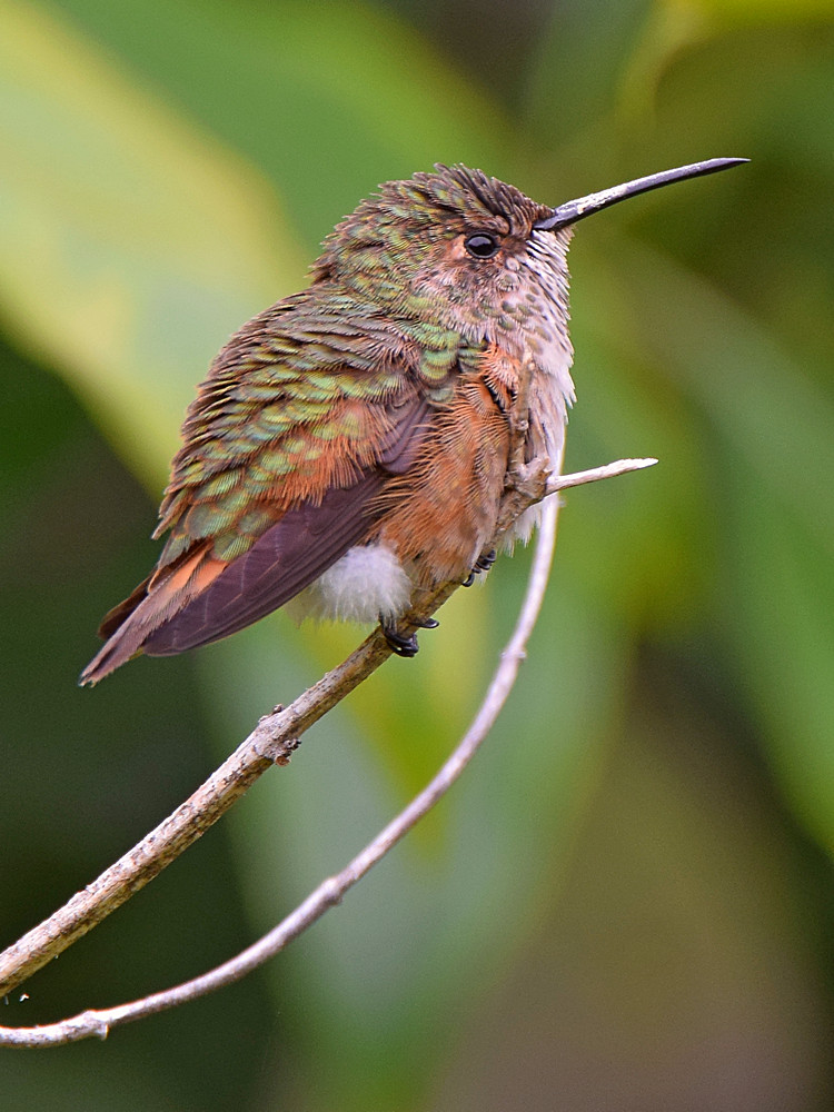 Hummer8.jpg