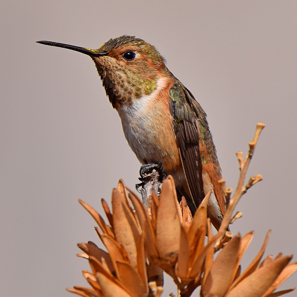 Hummer8.jpg