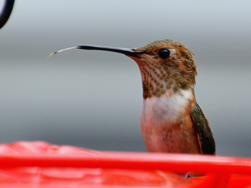 Hummer8.jpg