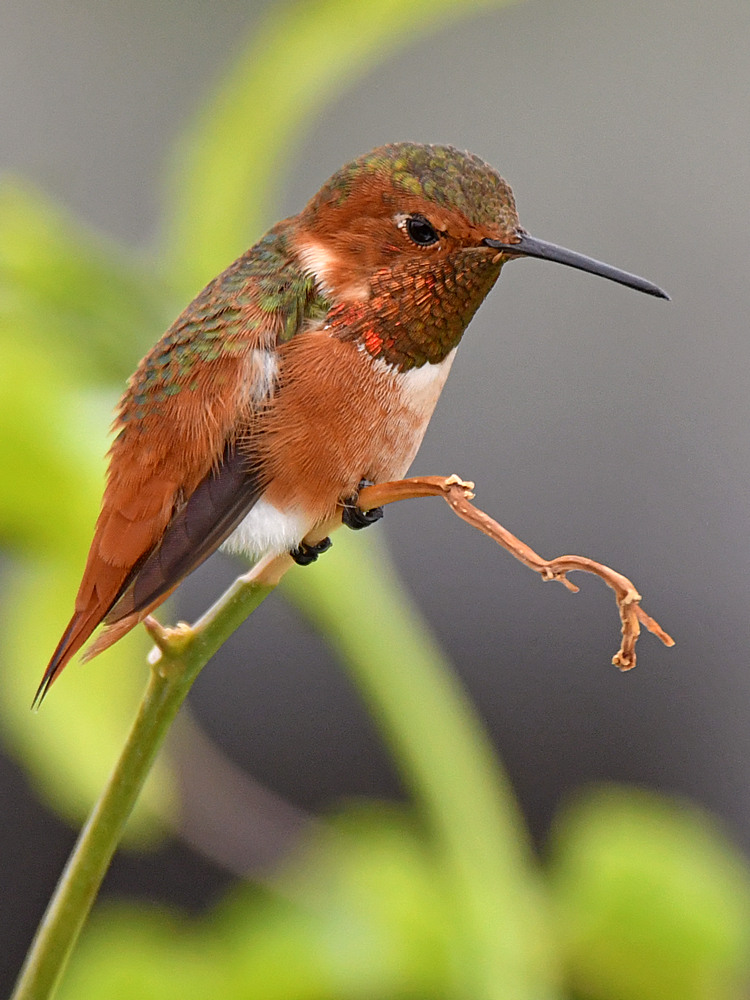 Hummer8.jpg