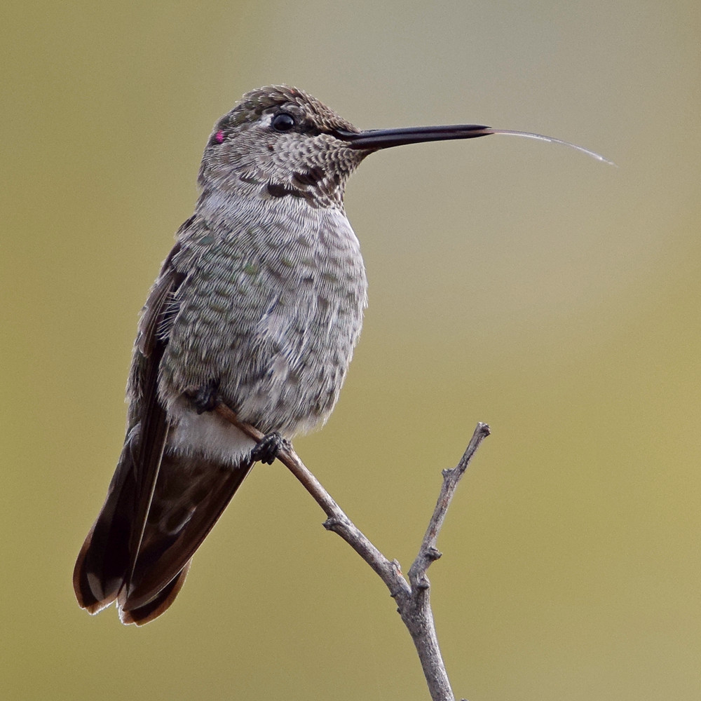 Hummer8.jpg