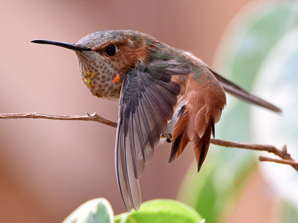 Hummer8.jpg