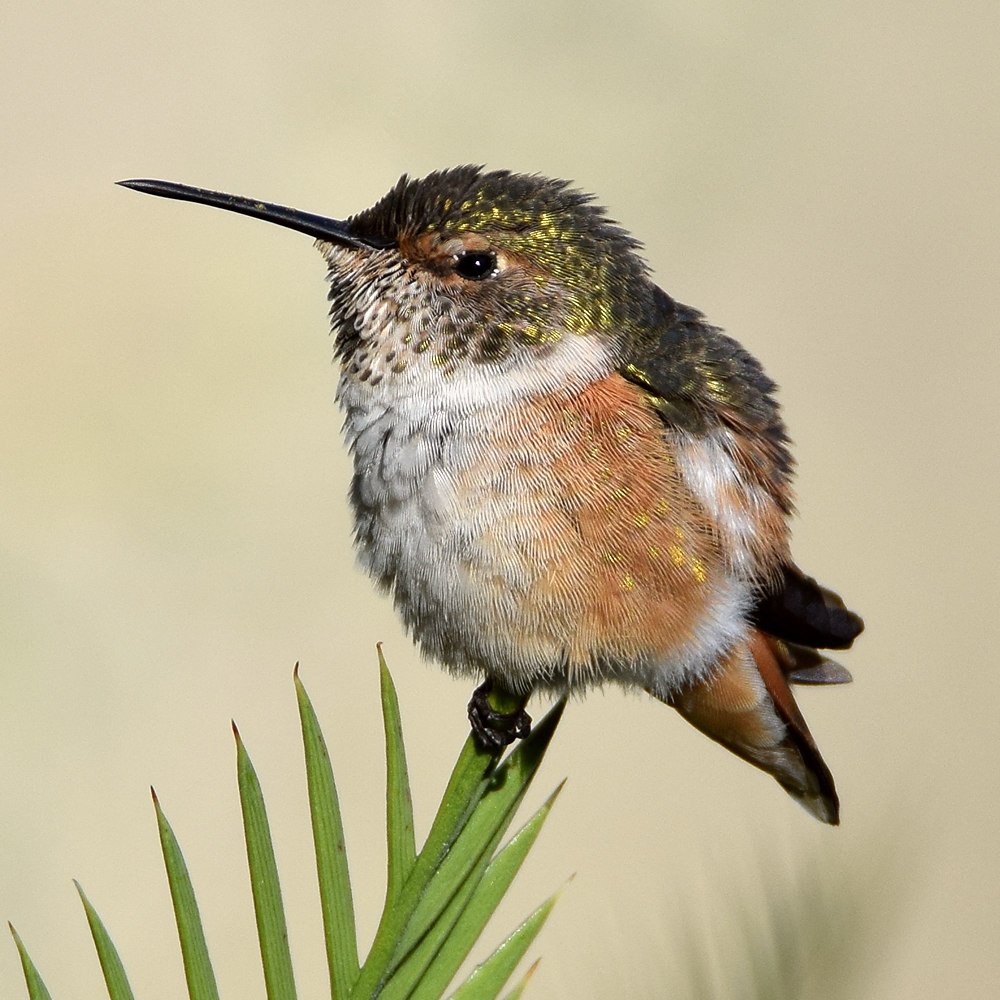 Hummer8.jpg
