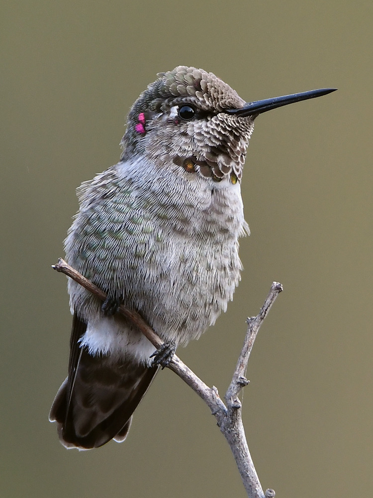 Hummer8.jpg