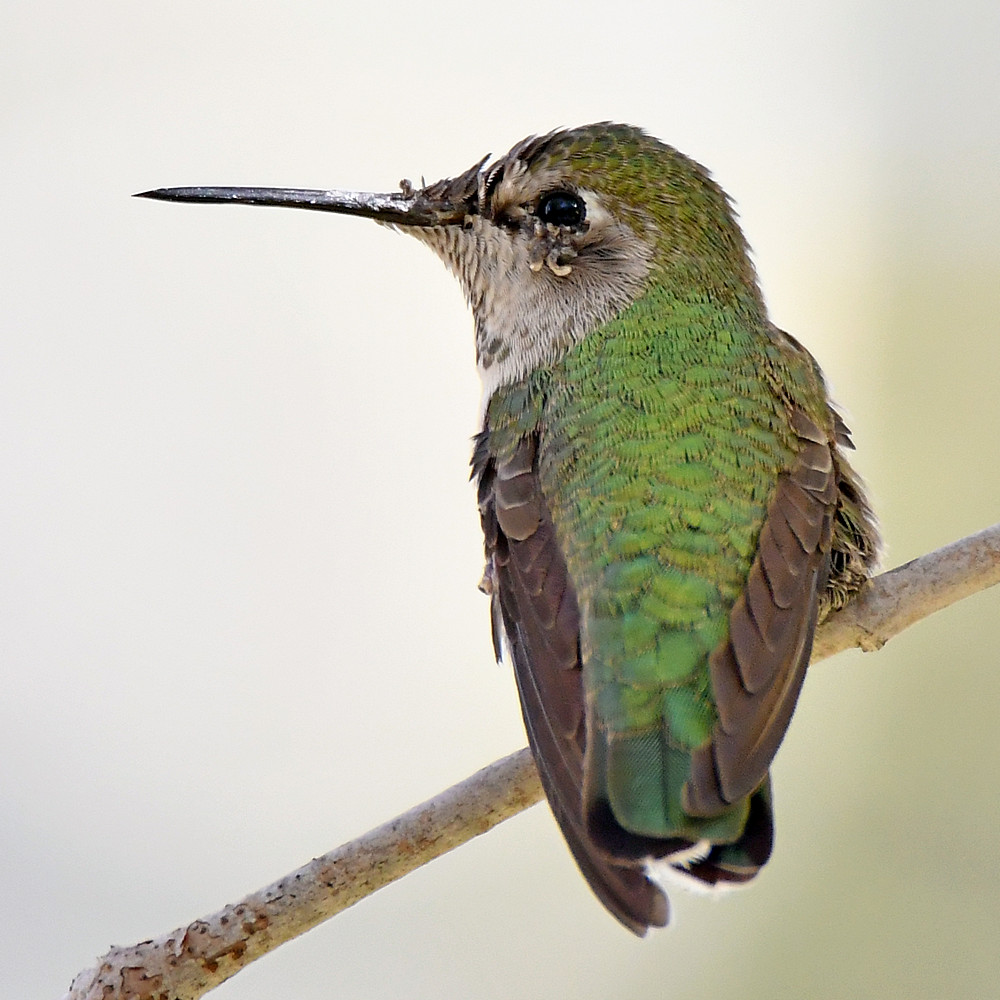Hummer8.jpg