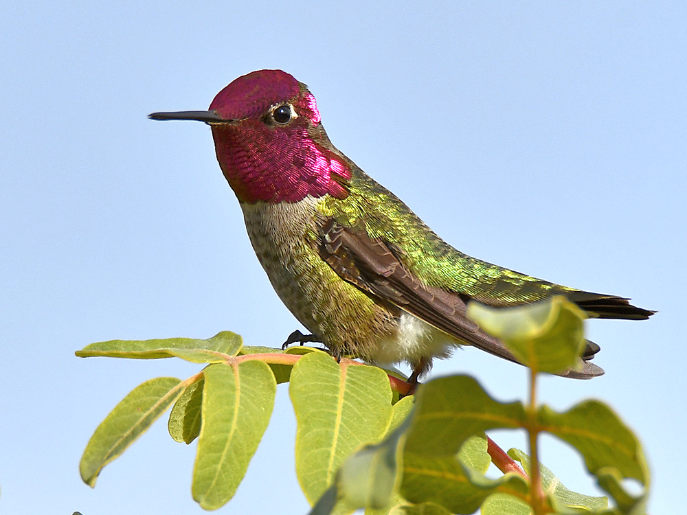 Hummer8.jpg