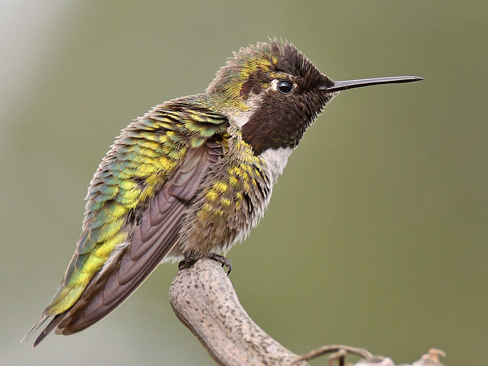 Hummer8.jpg