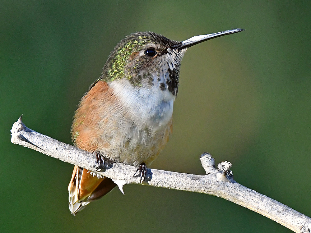 Hummer8.jpg