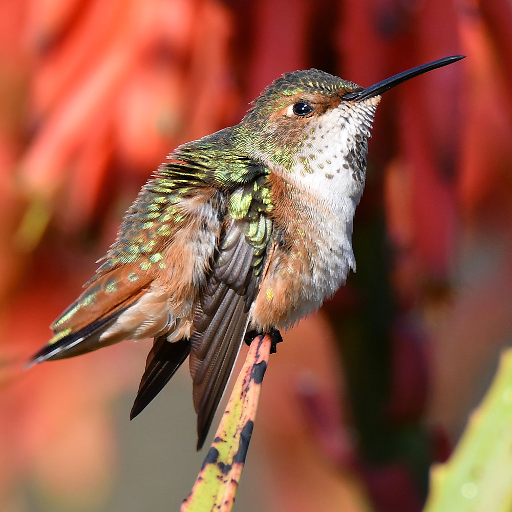 Hummer8.jpg