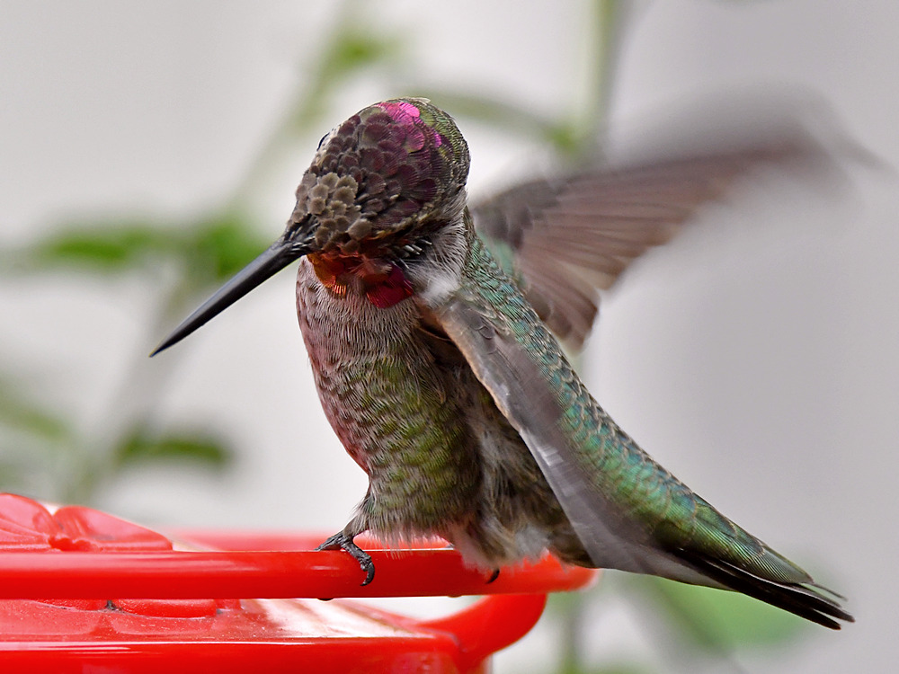 Hummer8.jpg