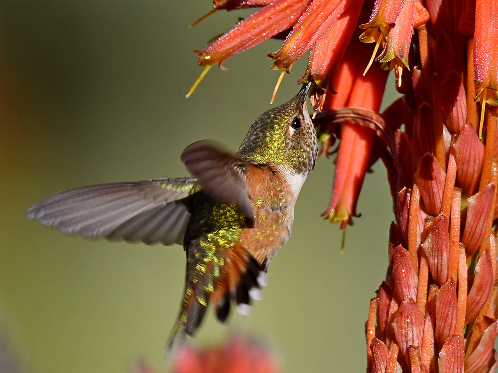 Hummer8.jpg