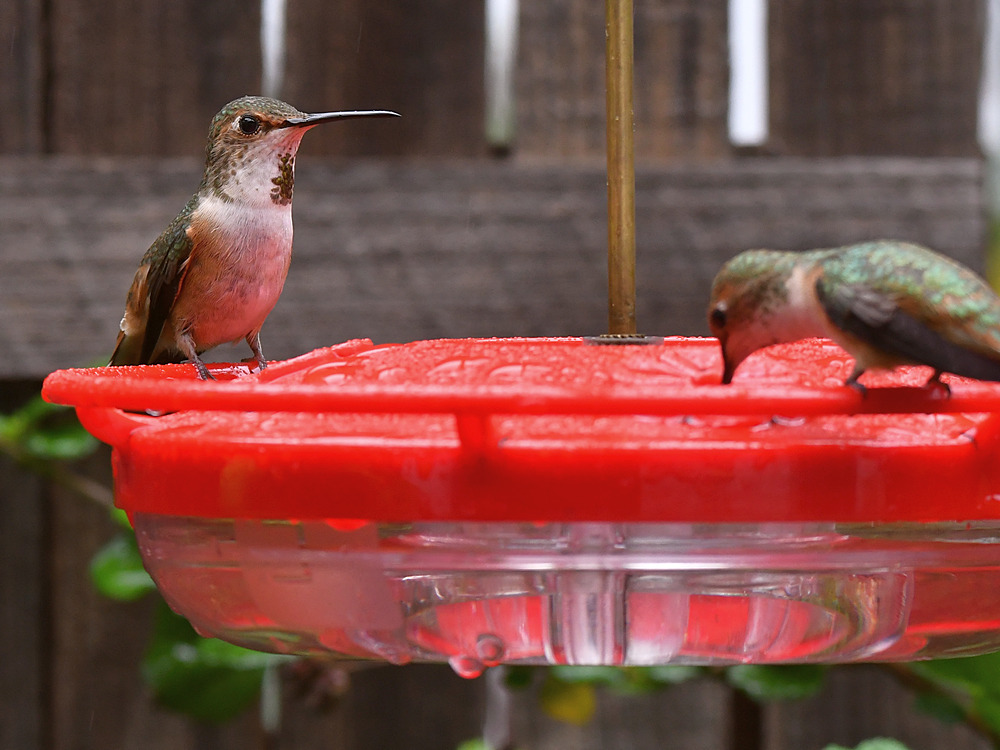 Hummer8.jpg