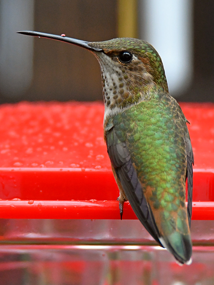 Hummer8.jpg
