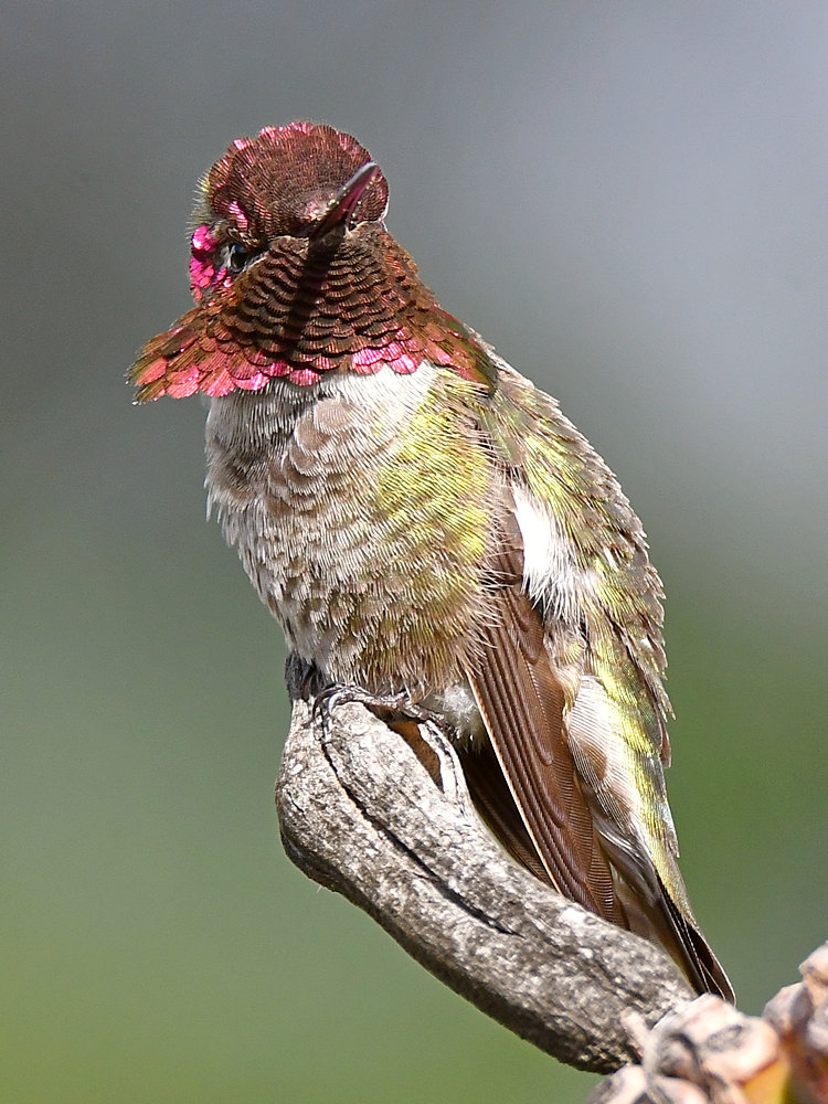 Hummer8.jpg