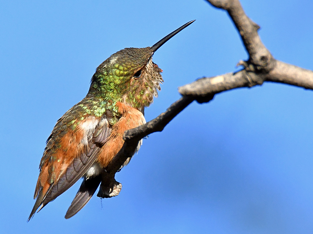 Hummer8.jpg