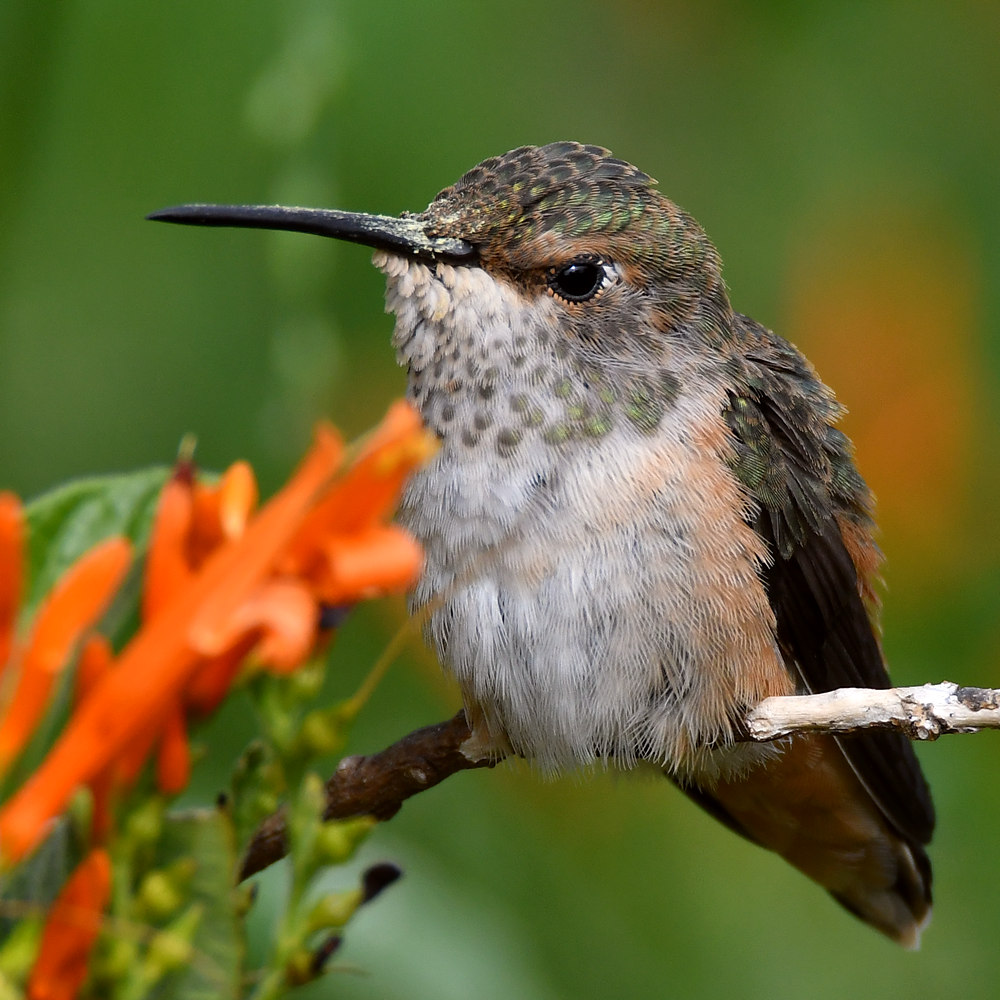 Hummer8.jpg