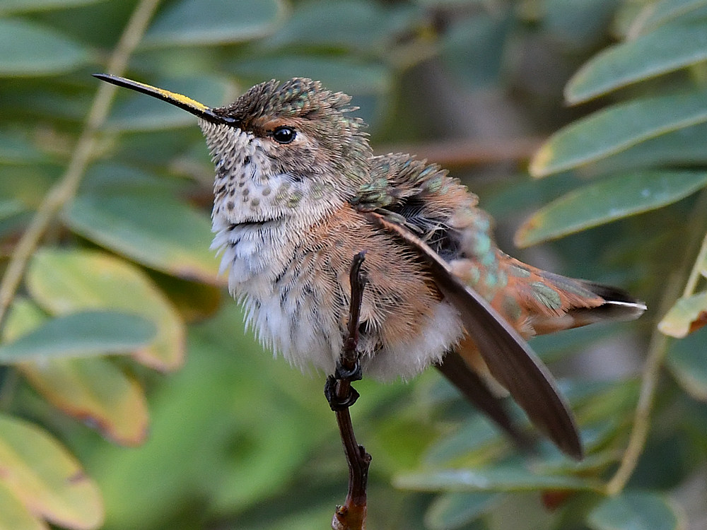 Hummer8.jpg