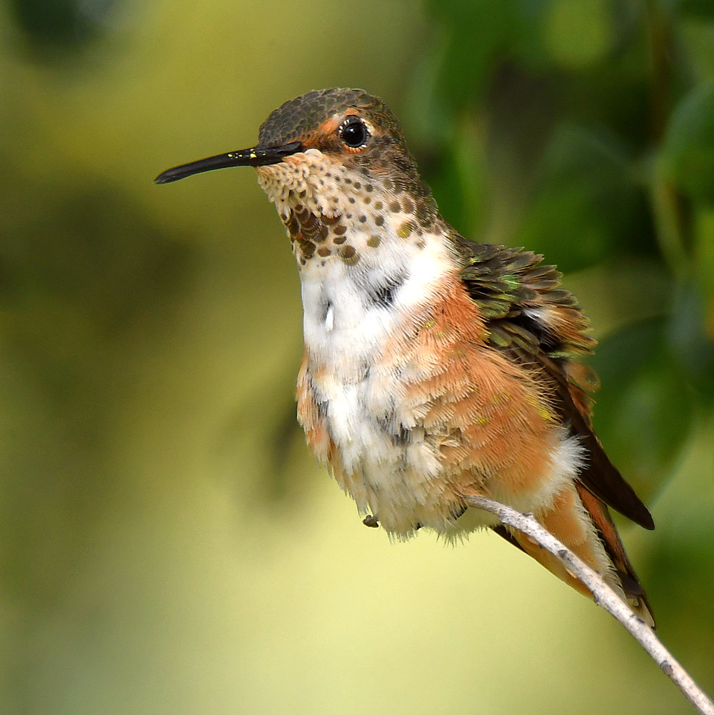 Hummer8.jpg