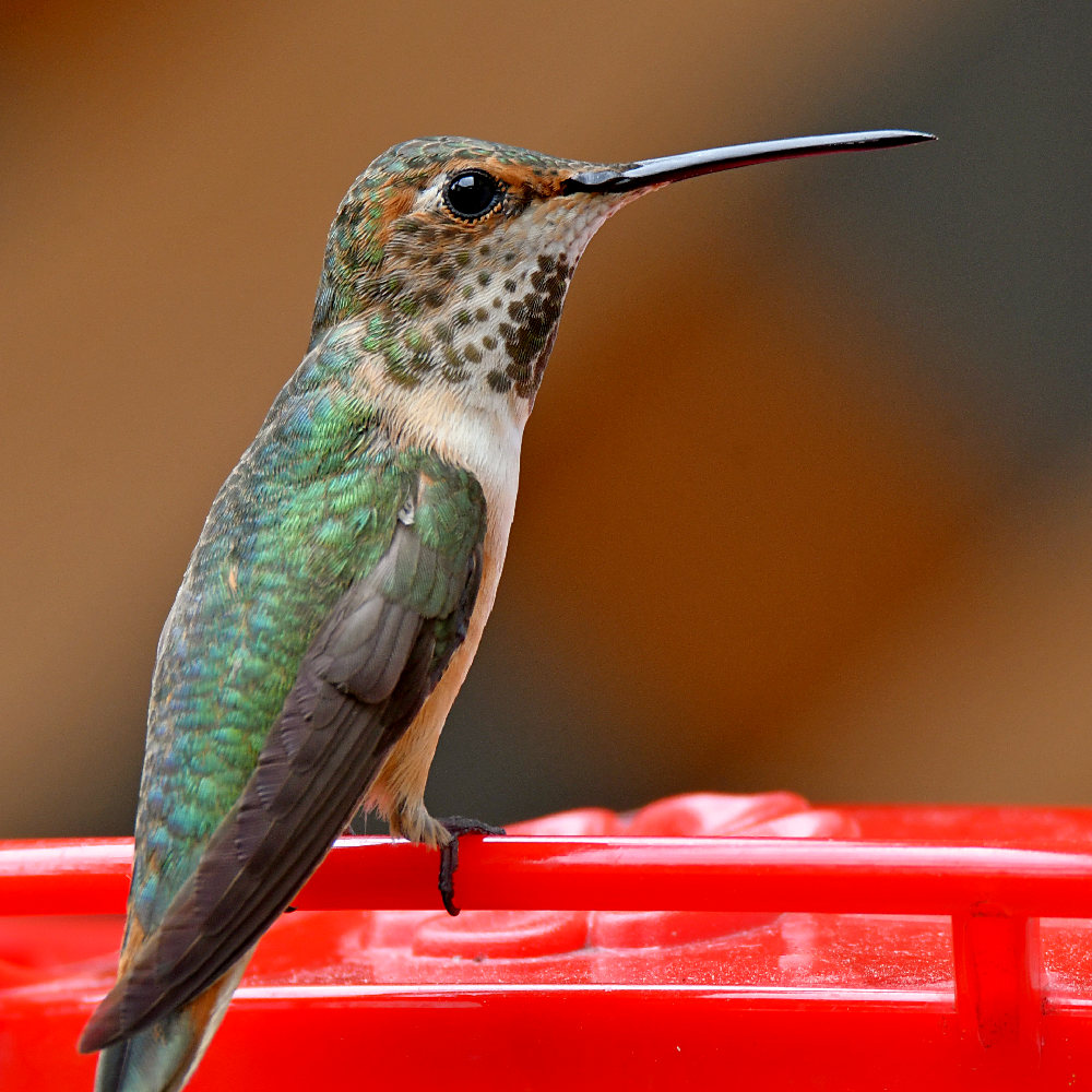 Hummer8.jpg