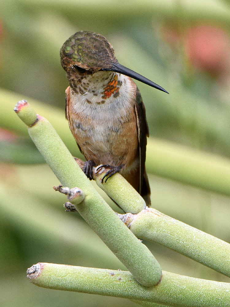 Hummer8.jpg