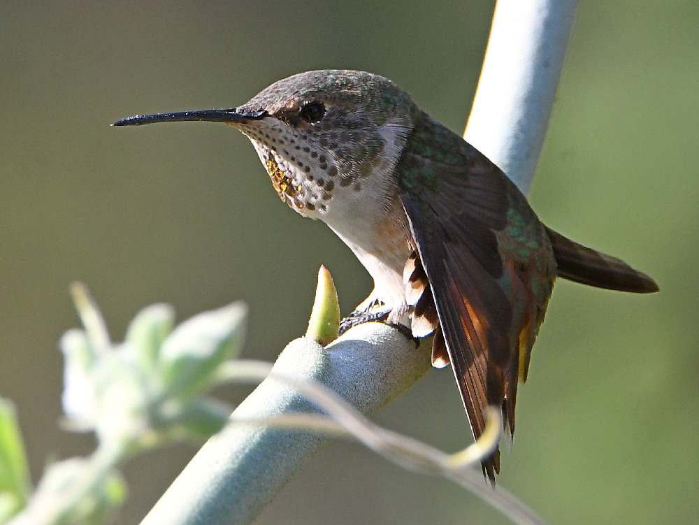 Hummer8.jpg