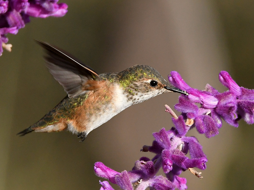 Hummer8.jpg
