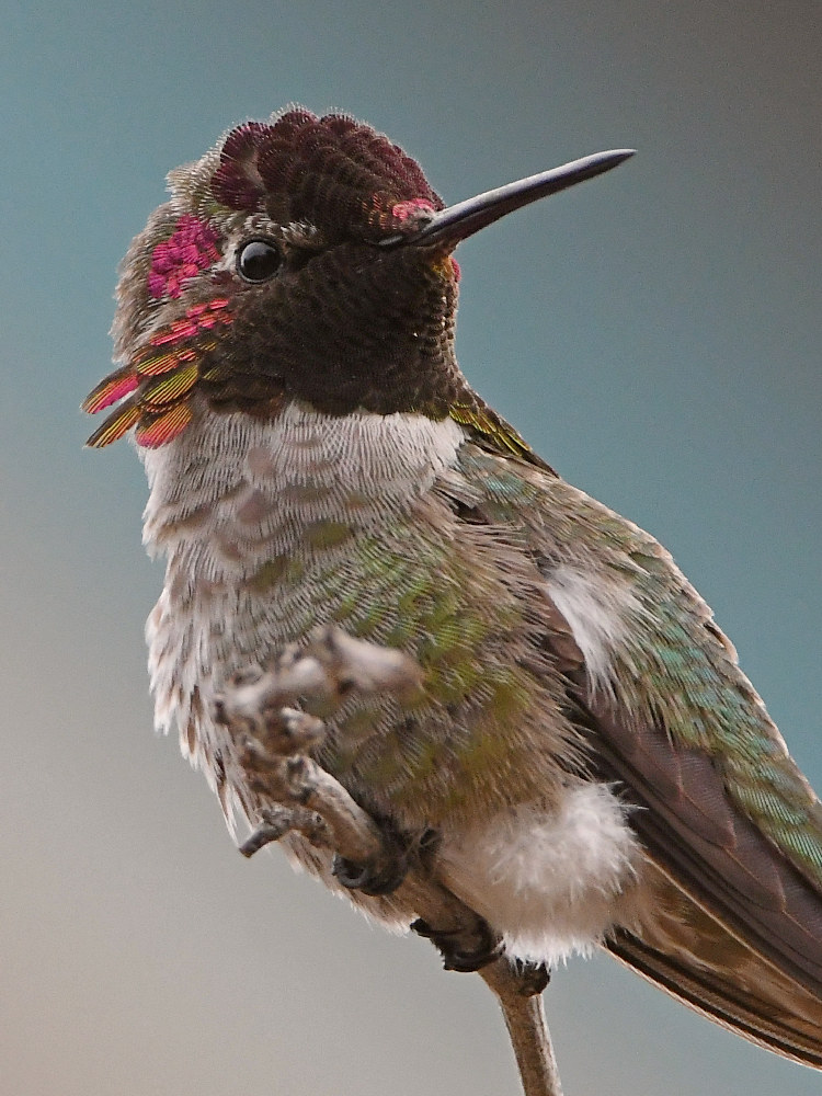 Hummer8.jpg