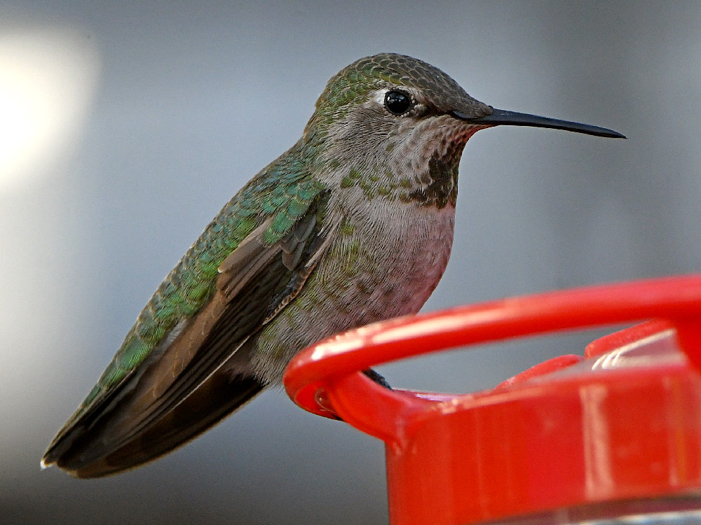 Hummer8.jpg
