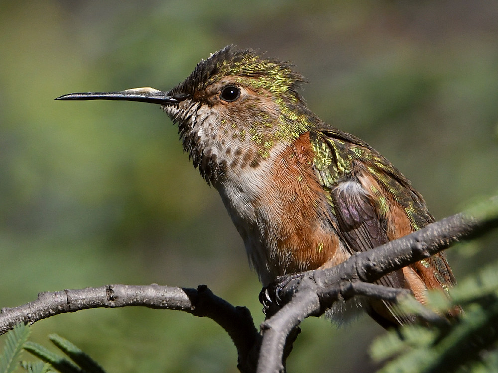 Hummer8.jpg