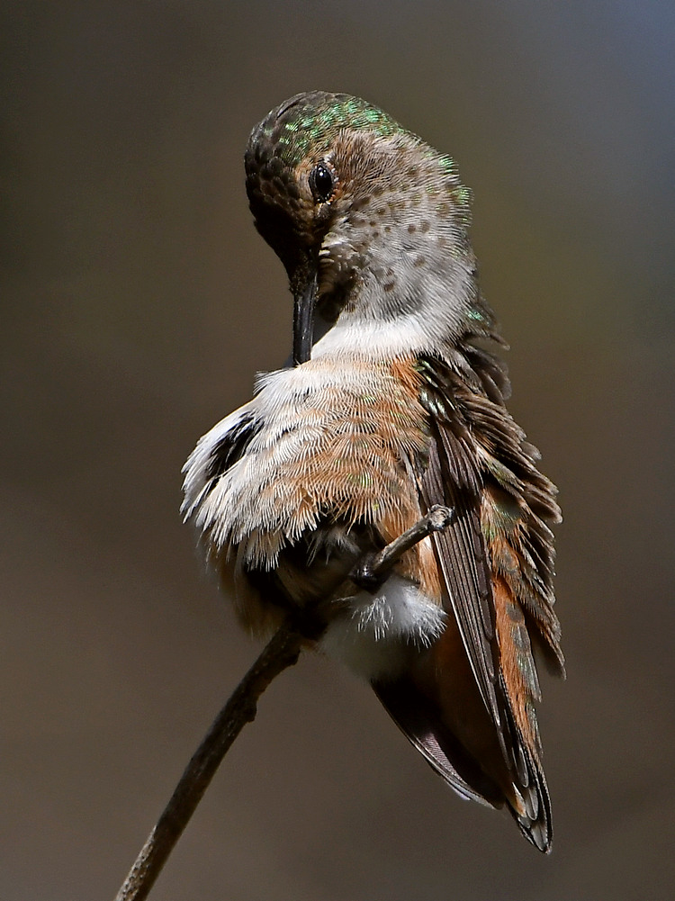 Hummer8.jpg