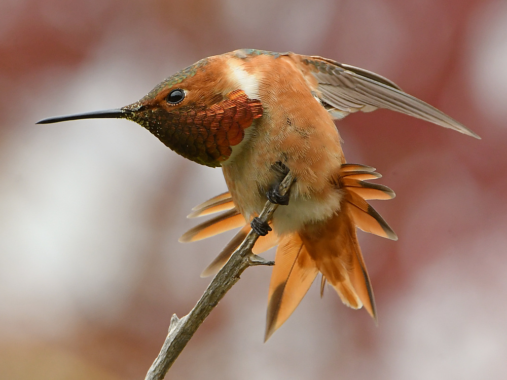 Hummer8.jpg