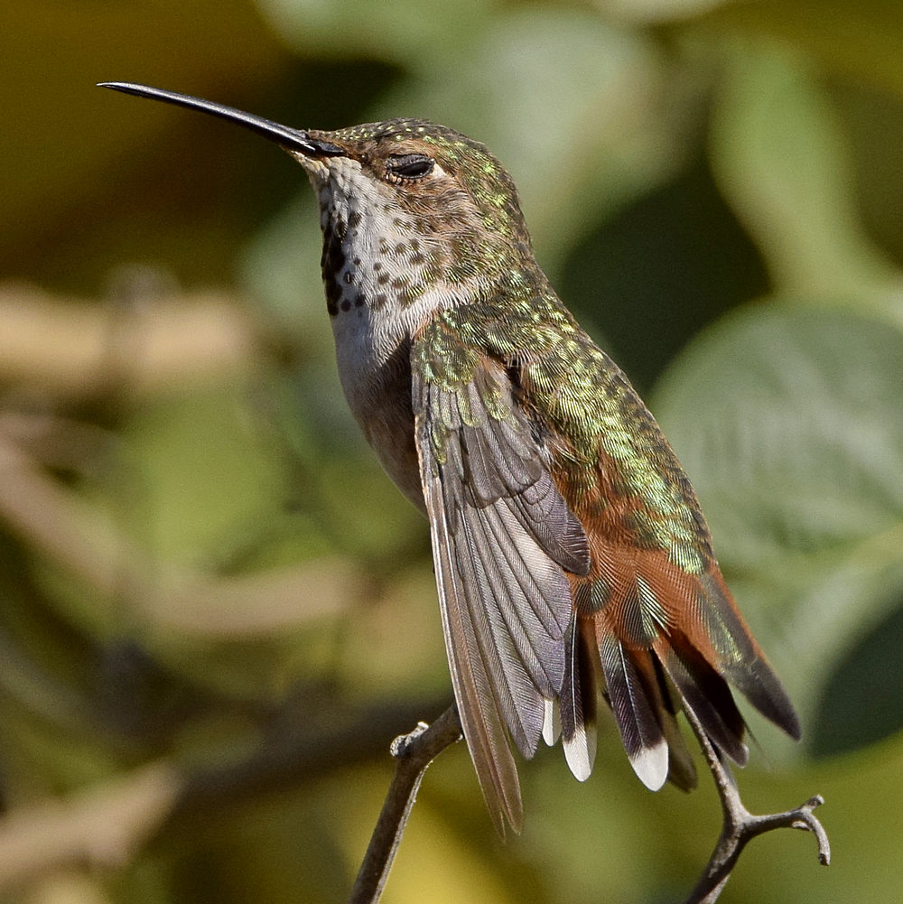 Hummer8.jpg