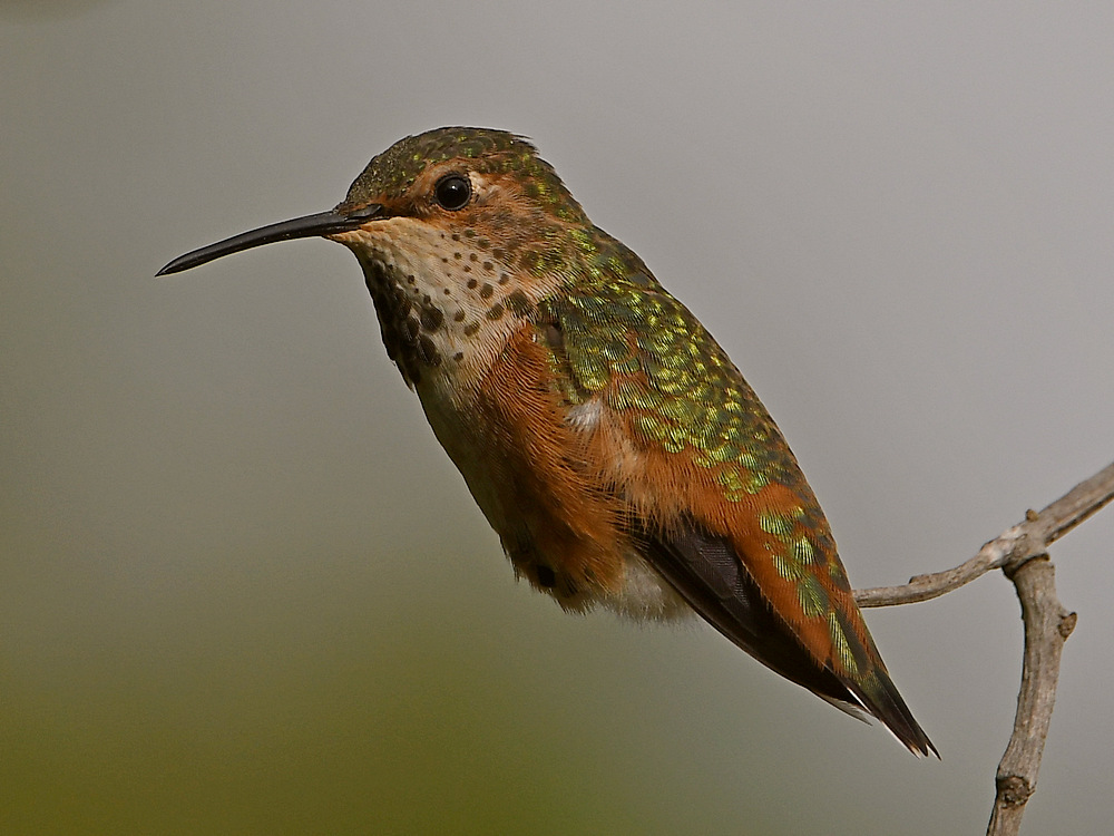 Hummer8.jpg