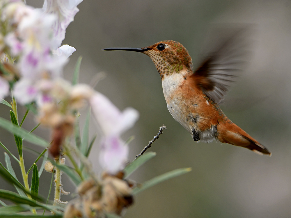 Hummer8.jpg