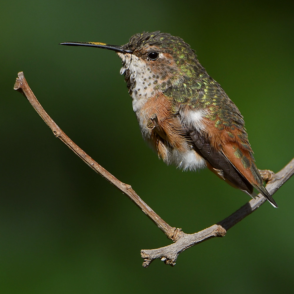 Hummer8.jpg