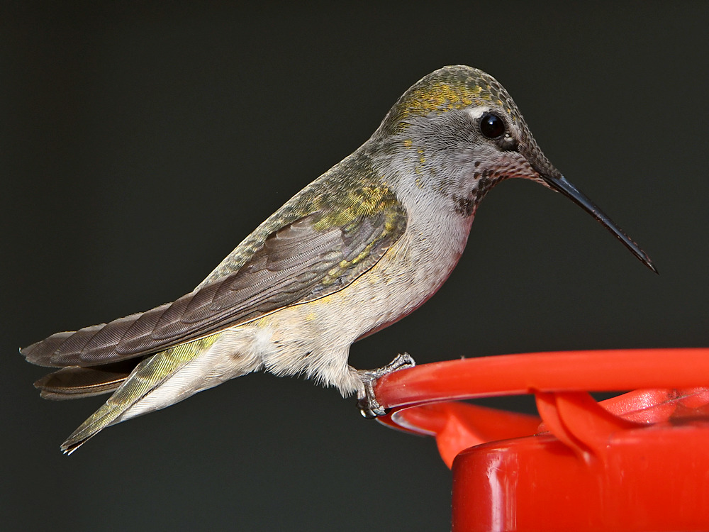 Hummer8.jpg