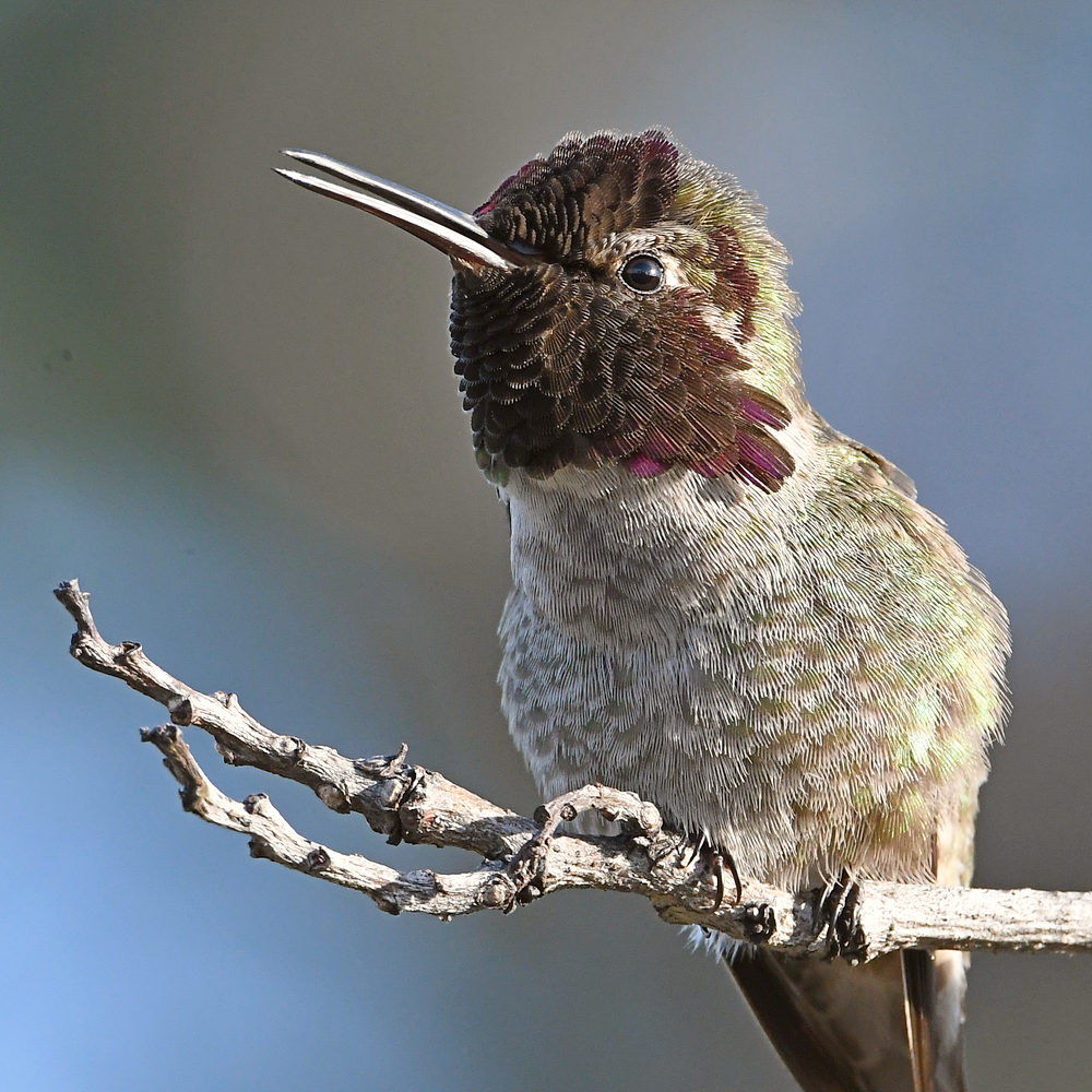 Hummer8.jpg