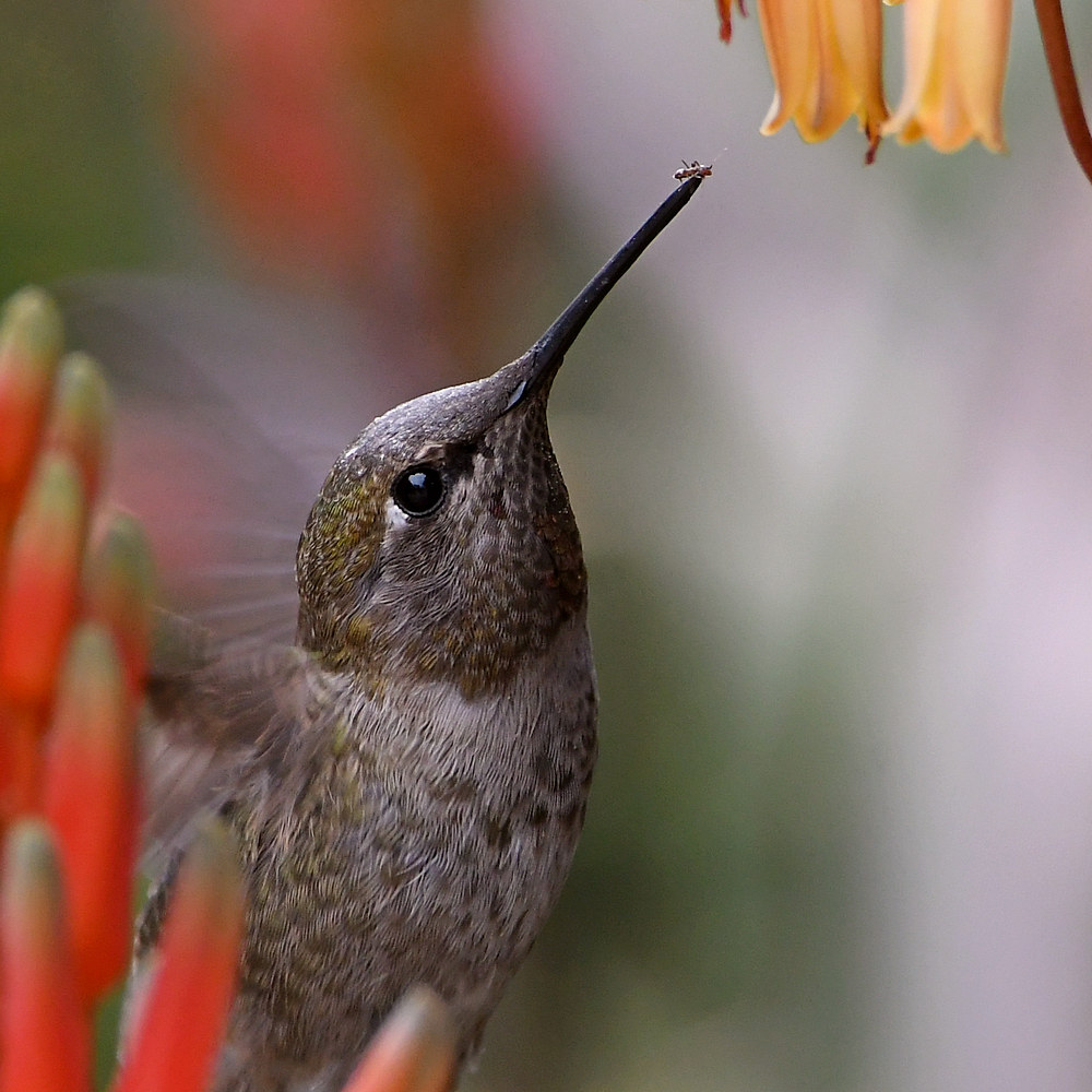 Hummer8.jpg