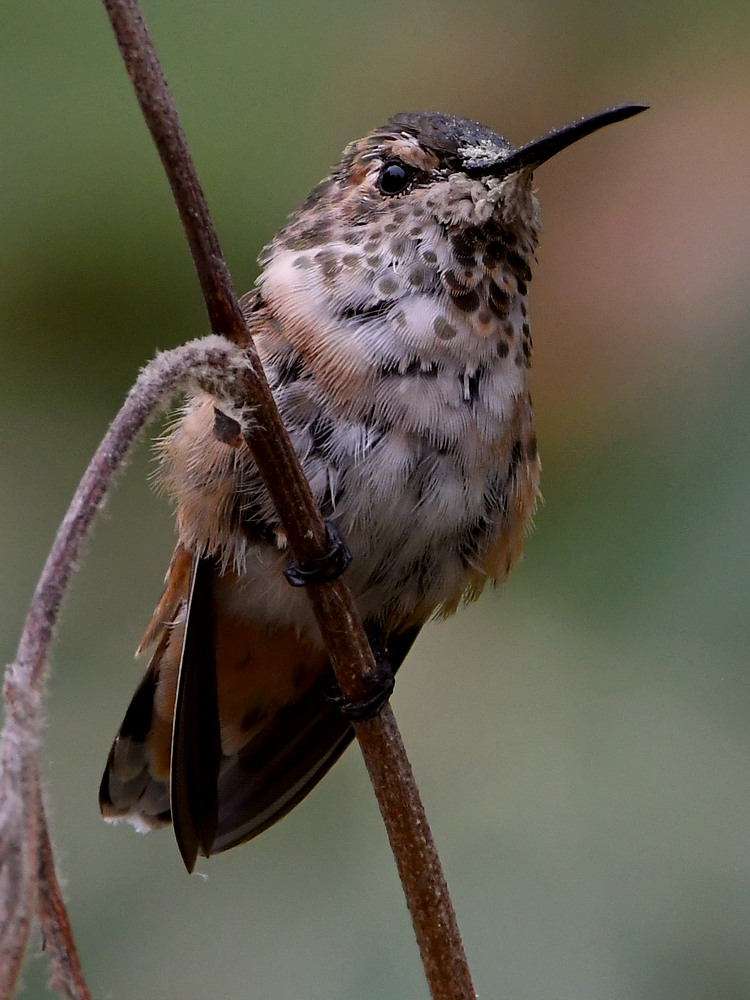 Hummer8.jpg