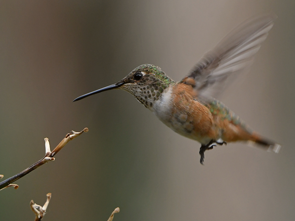 Hummer8.jpg