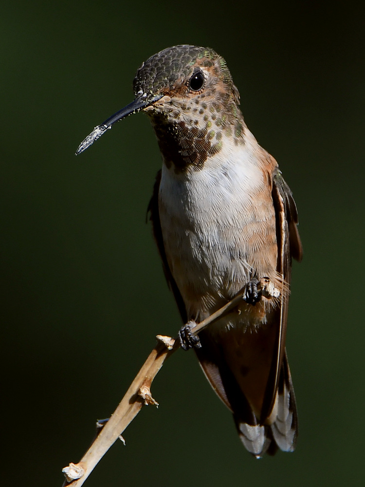 Hummer8.jpg