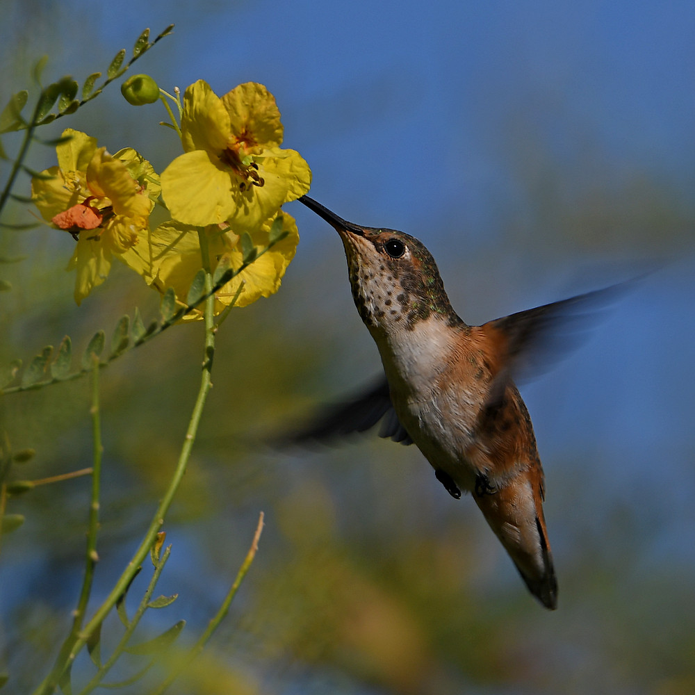 Hummer8.jpg