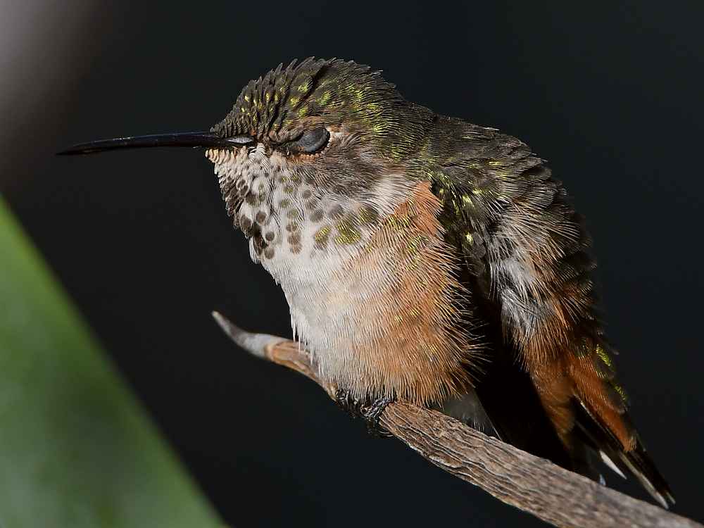 Hummer8.jpg