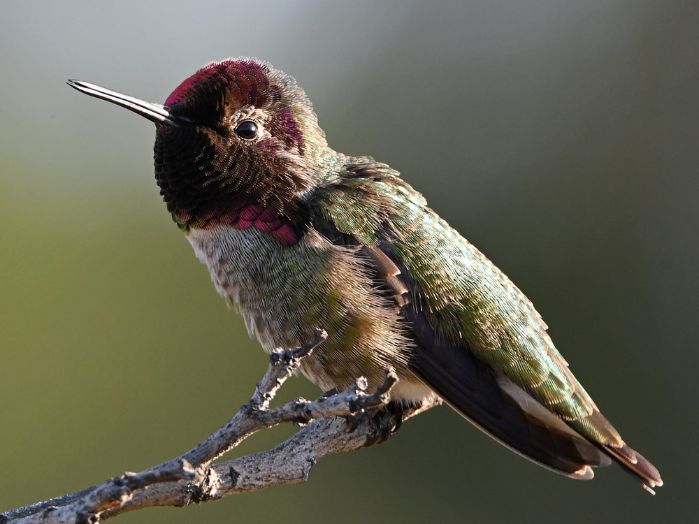 Hummer8.jpg