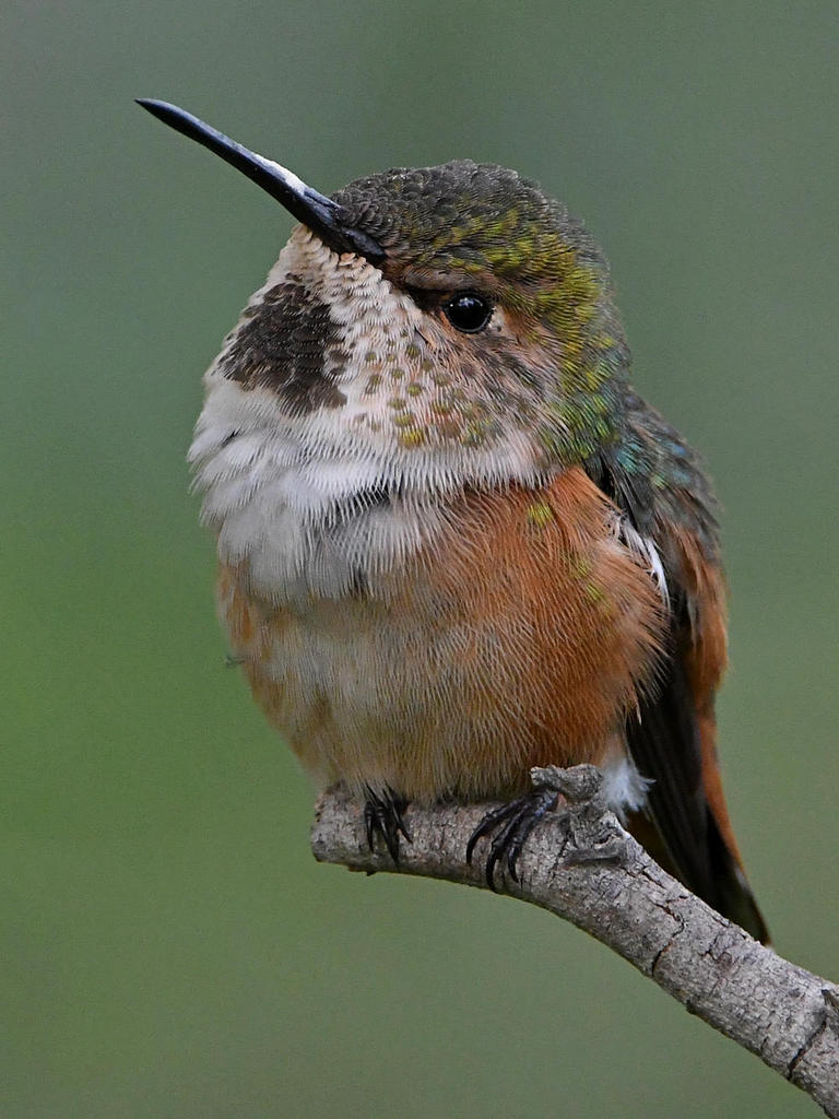 Hummer8.jpg