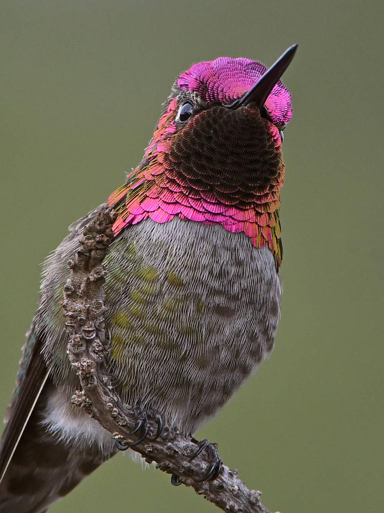 Hummer8.jpg