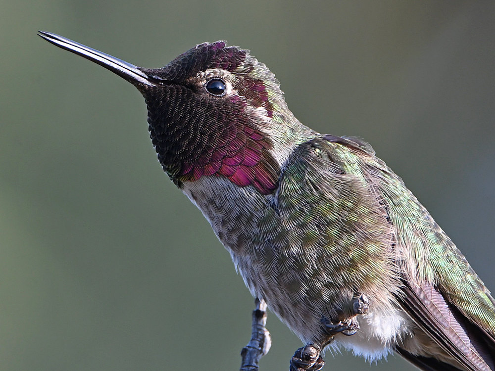 Hummer8.jpg