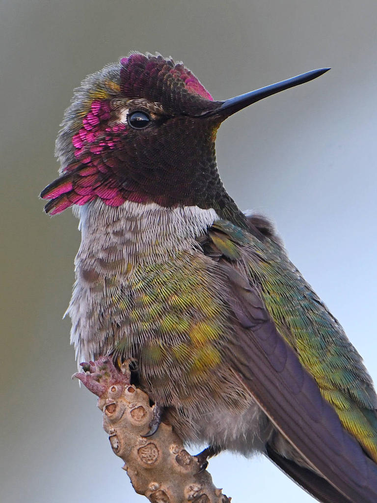 Hummer8.jpg