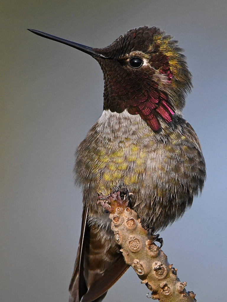 Hummer8.jpg
